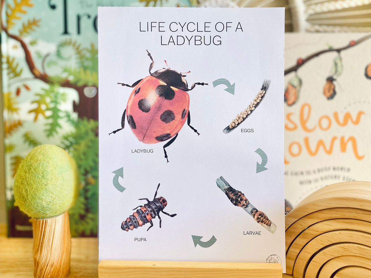 LIFE CYCLE OF A LADYBUG – Whimsy Printables Shop